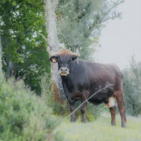 Casa D' Alem Turismo E Natureza - Refugio Do Bosque Torneiro