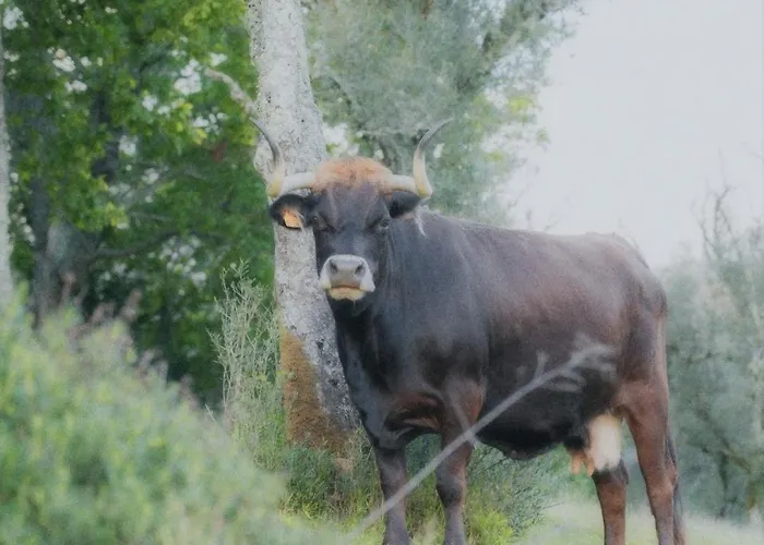 Casa D' Além Turismo E Natureza - Refúgio Do Bosque Torneiro